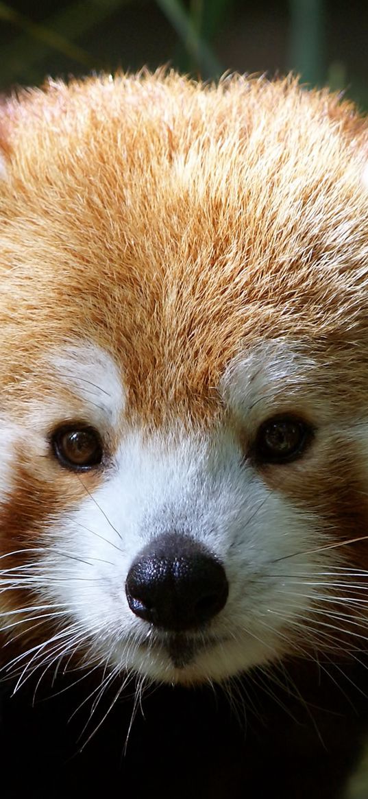 red panda, muzzle, fur