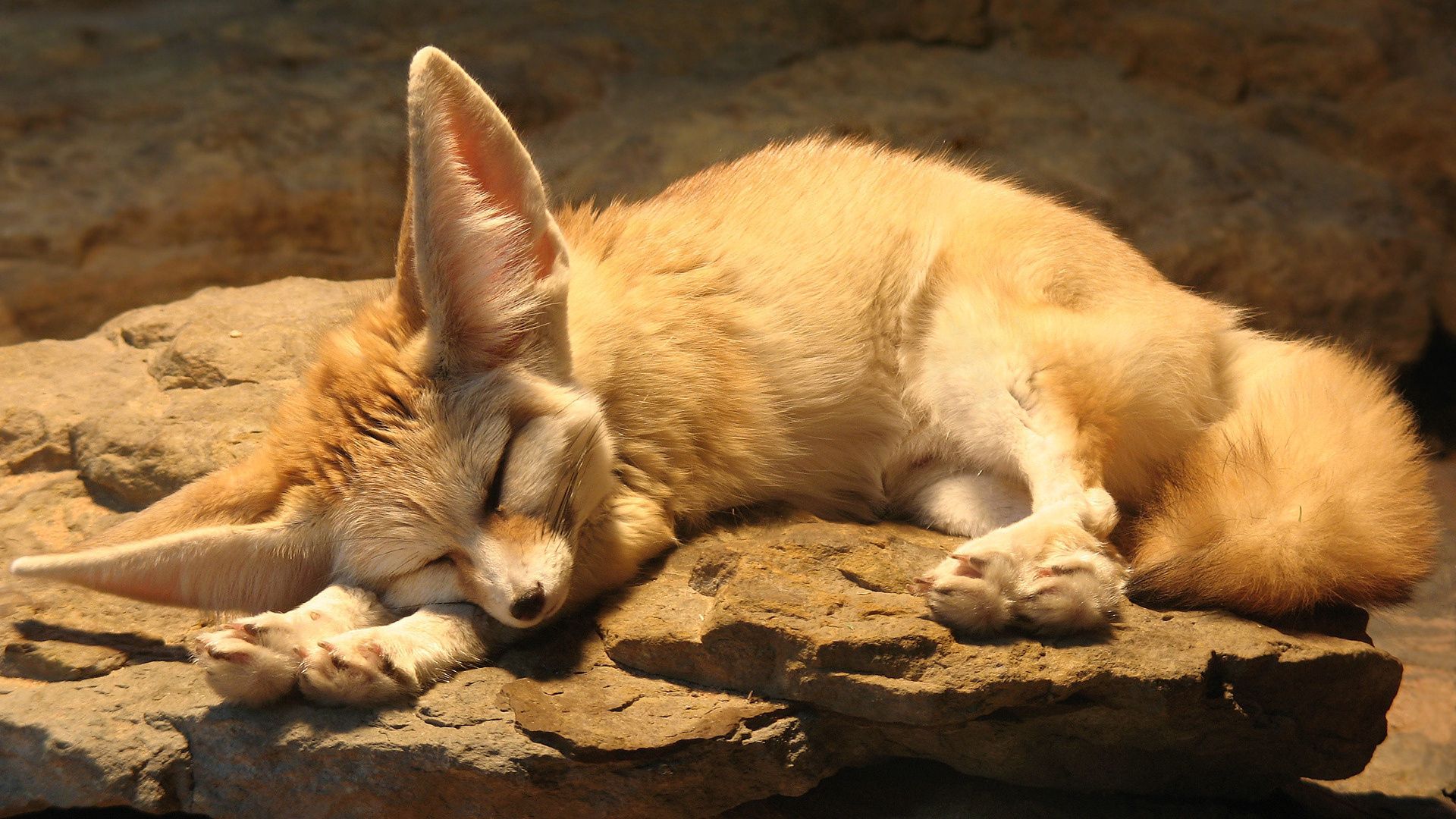 fenech, fox, sleep, ears