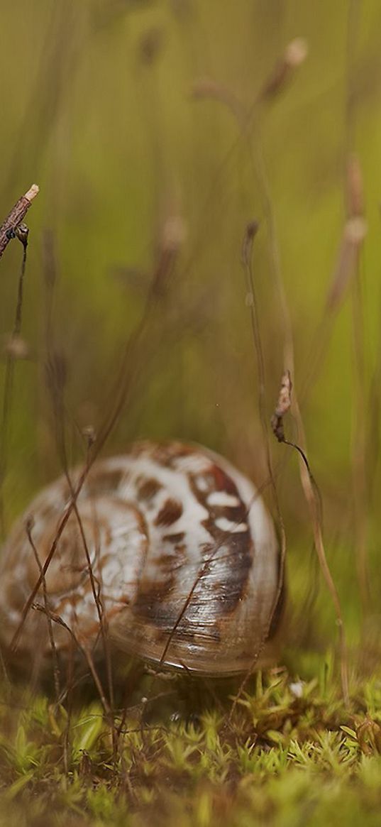 snail, grass, shell