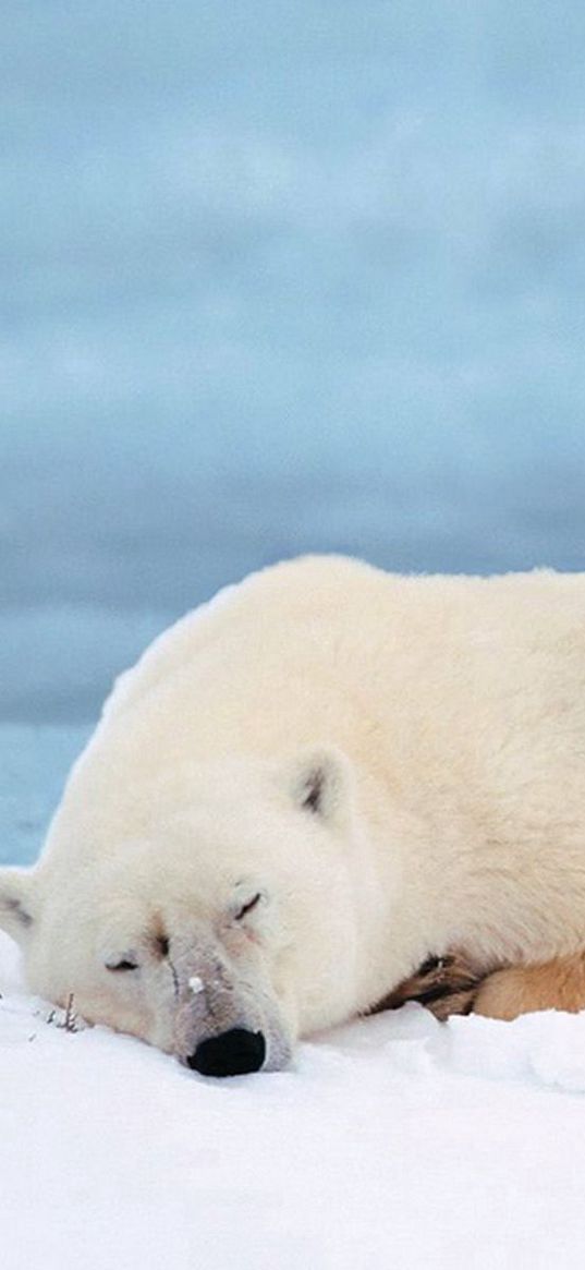 polar bears, family, cub, sleep