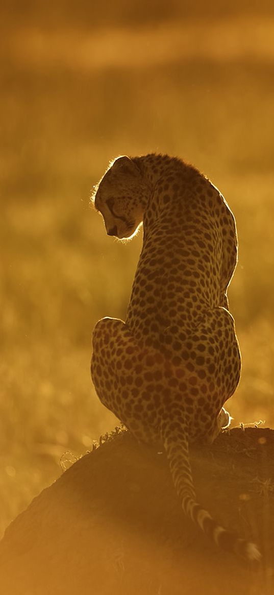cheetah, light, sunset, stone, grass, sit