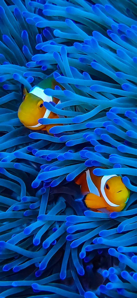 clown fish, fish, algae, sea, orange, blue, nature