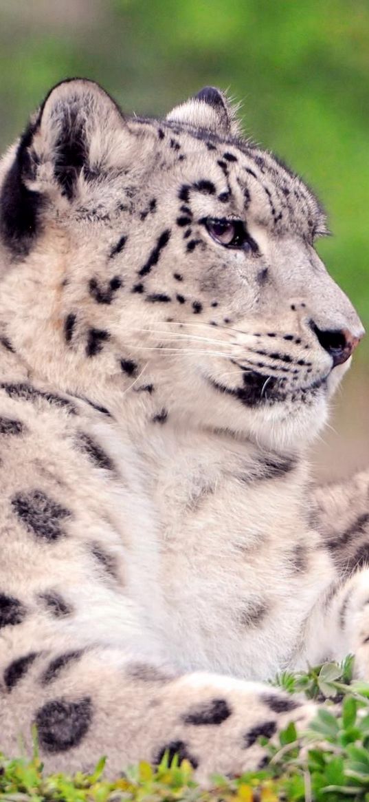 snow leopard, spotted, color, big cats, predators