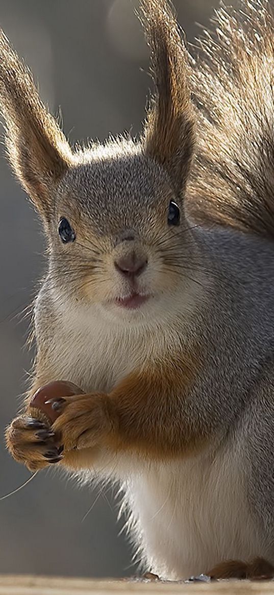 squirrel, tail, winter