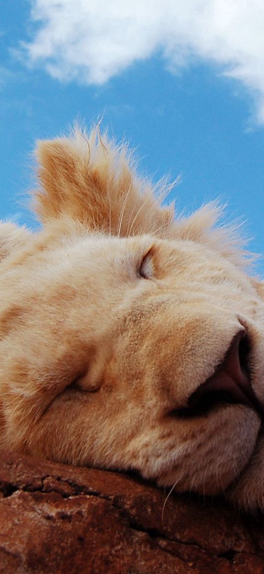 lion, cub, sleeping, snout