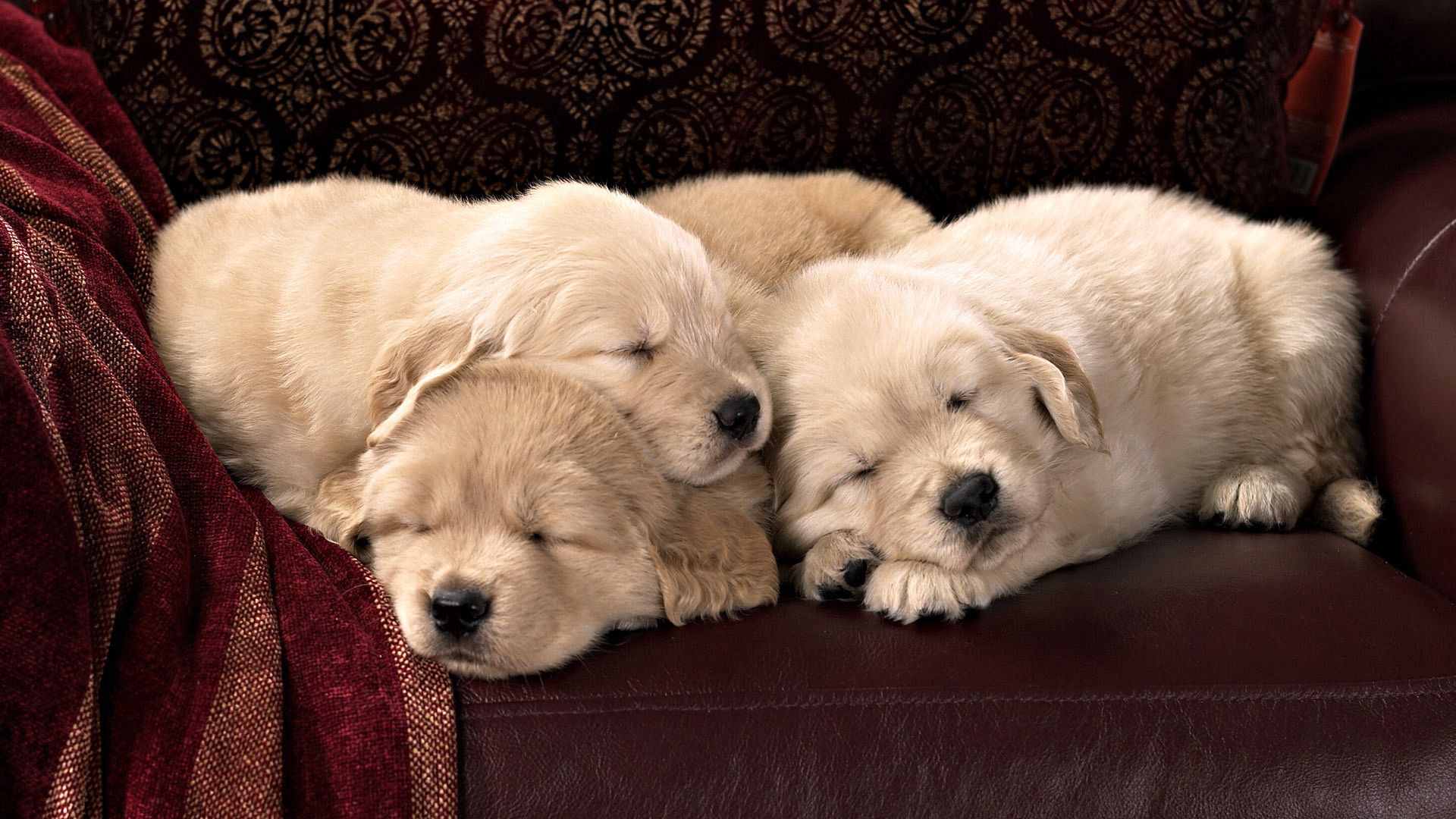 puppies, labradors, kids, sleep