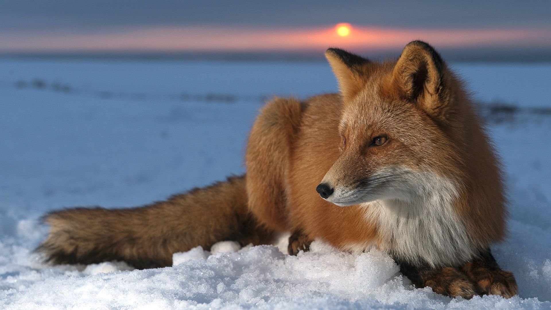 fox, snow, sky, hunting, care