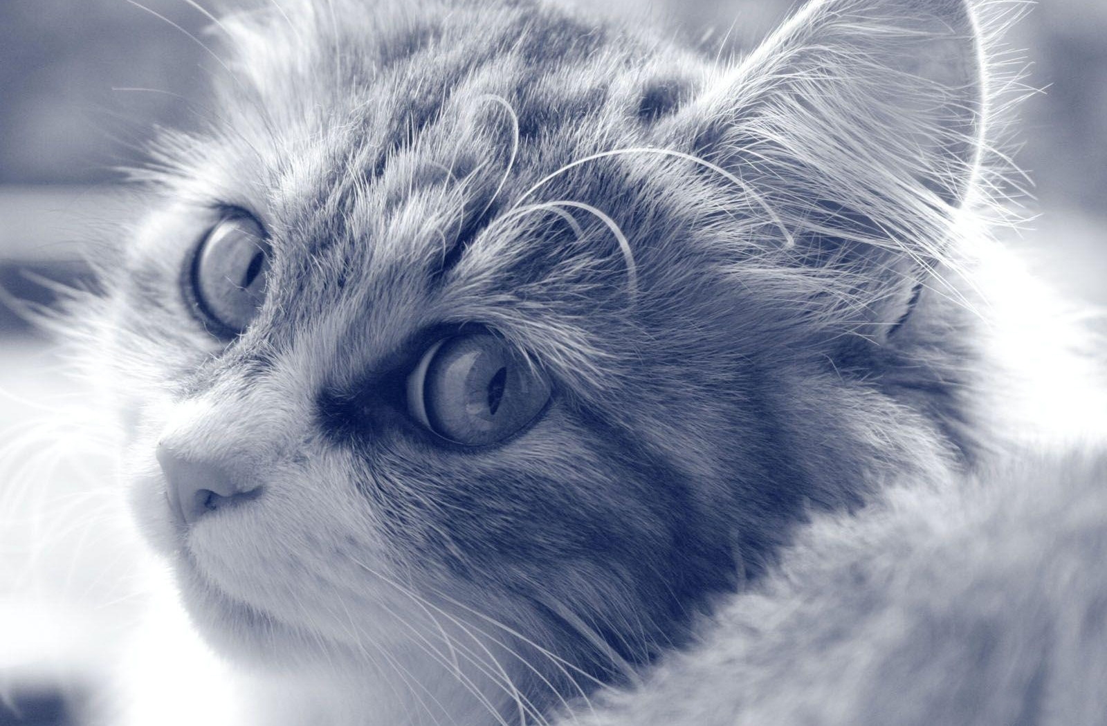 cat, face, furry, eyes, black and white