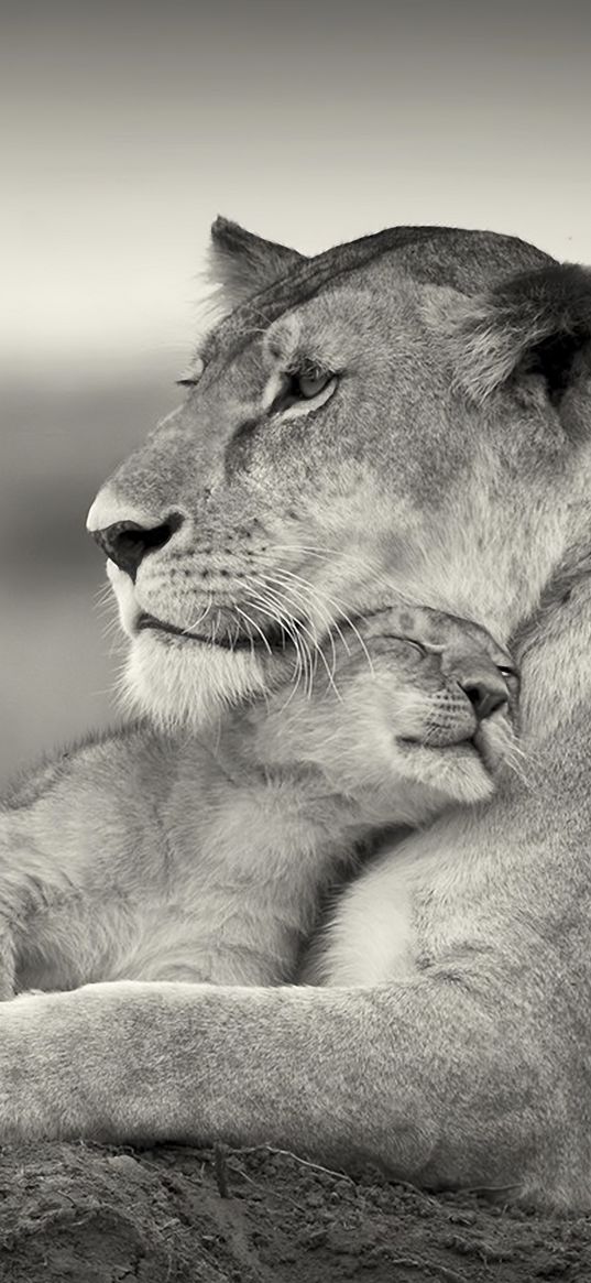 lion, couple, wool, cub, black and white