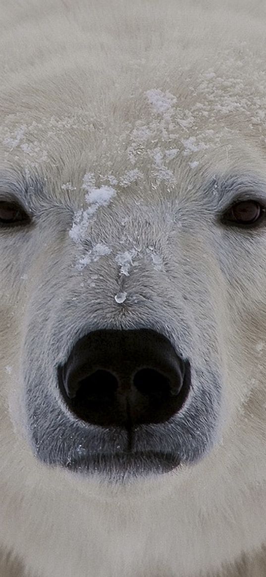 polar bear, face, fat, eyes, sleepy