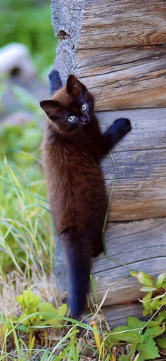 kitten, wooden, climb, playful