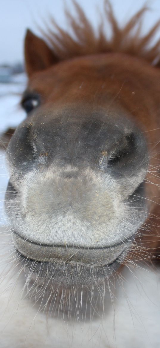 horse, face, nose