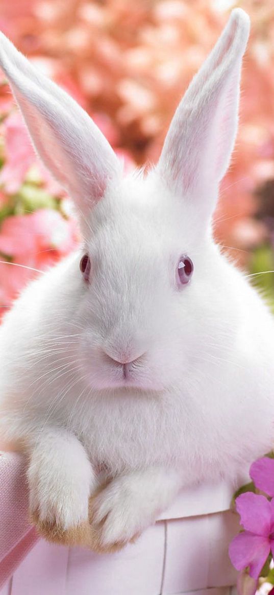 rabbit, colorful, sitting, ears