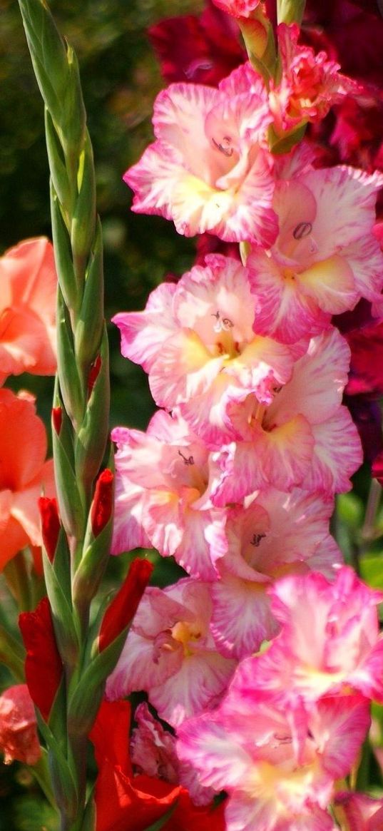 gladiolus, flowers, bright, flowerbed, light