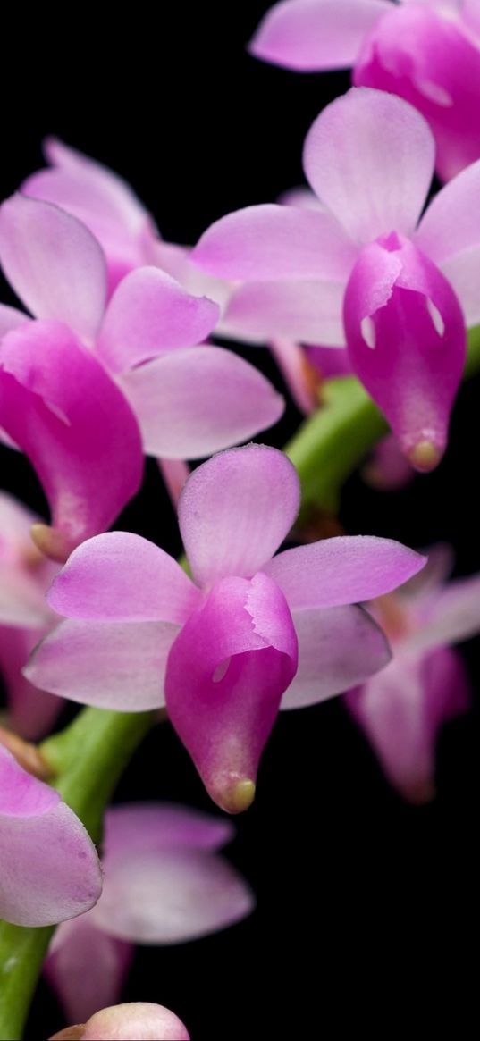 orchid, branch, exotic, black background