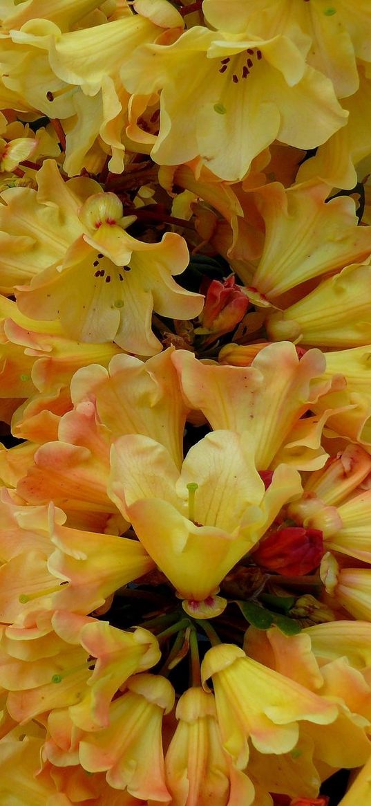 azaleas, bloom, yellow, close up