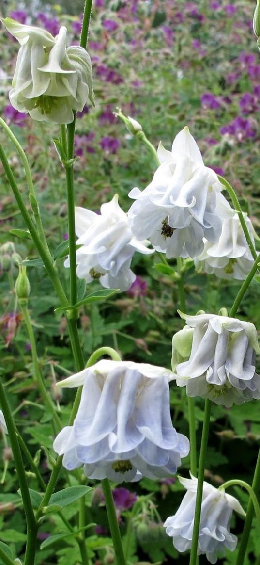 aquilegia, flowers, stems, foliage