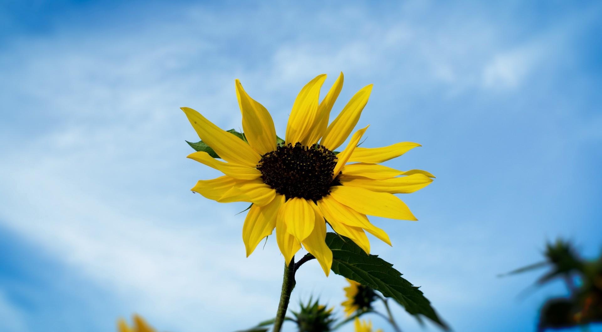 sunflower, field, sky, blur