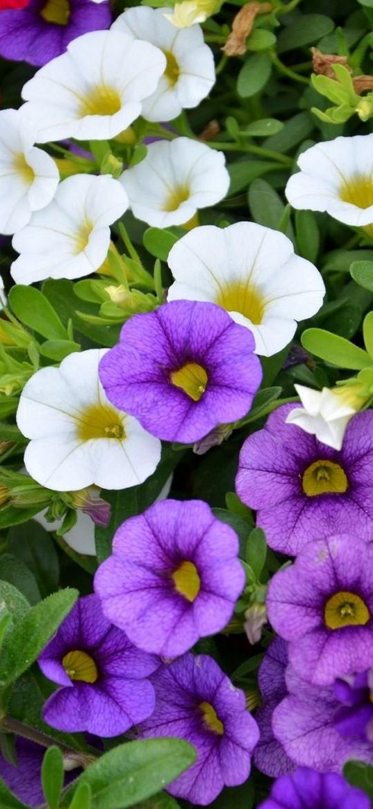 kalihobriya, flowers, colorful, green, plant pots