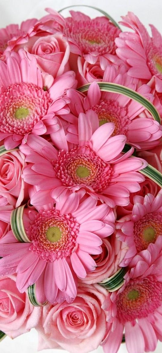 gerbera, roses, flowers, pink, flower, tenderness