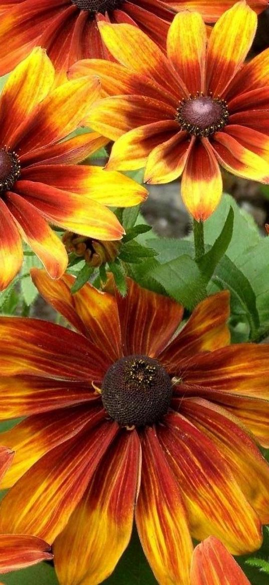 rudbeckia, flowers, bright, flowerbed, light