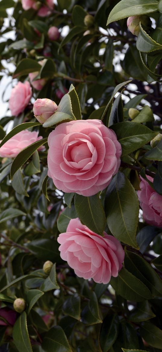 camellia, flowering, shrubs, branches, leaves