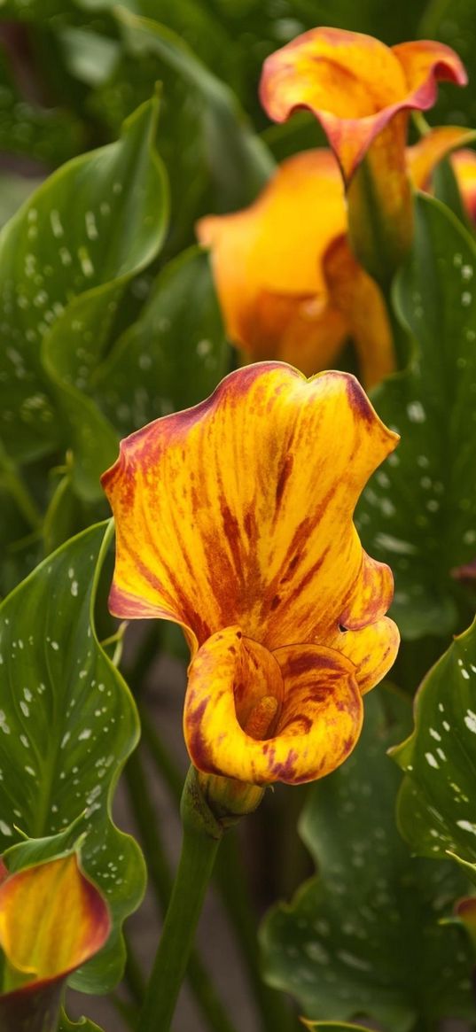 calla lilies, flowers, colorful, flowerbed