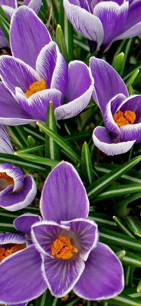 crocuses, flowers, spring, flowerbed, primroses