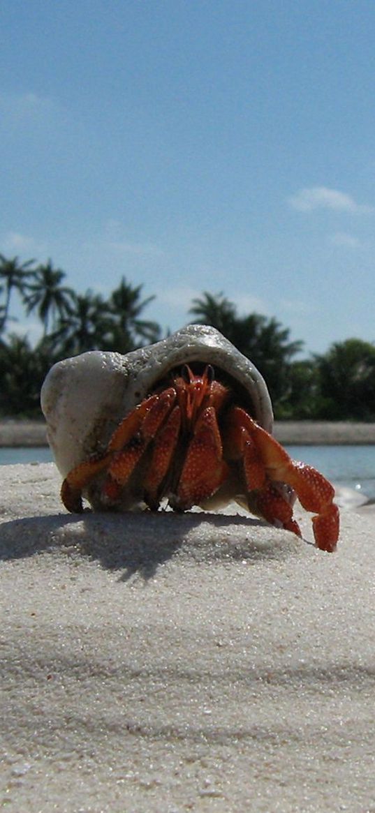 crab, sand, beach, claws