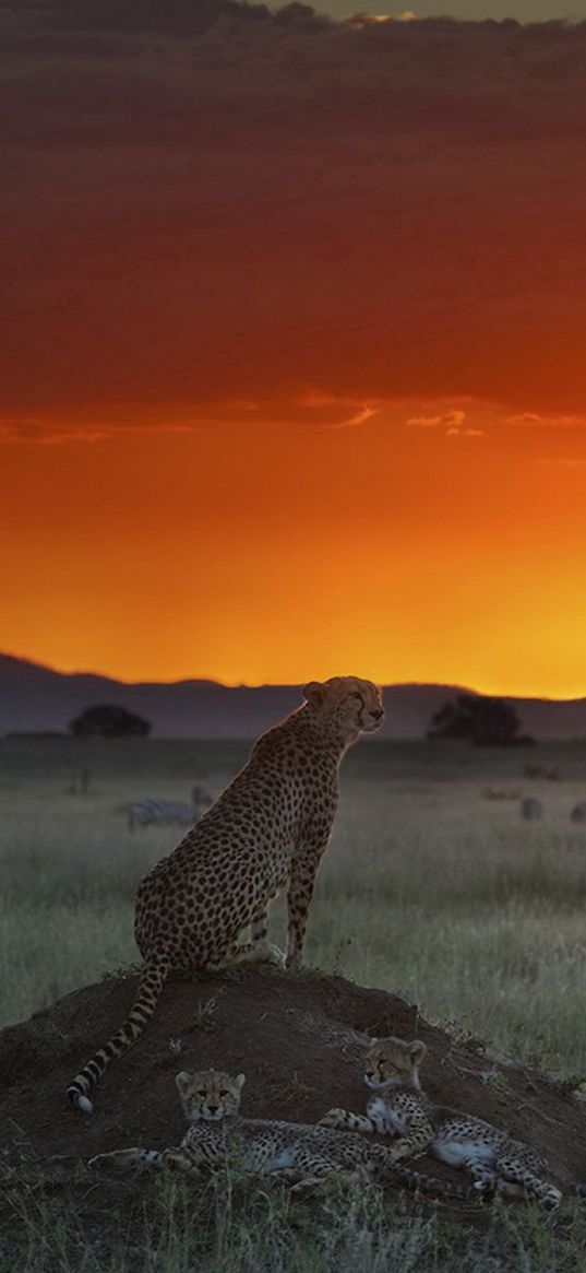 cheetah, elevation, sitting, sunset, grass, horizon