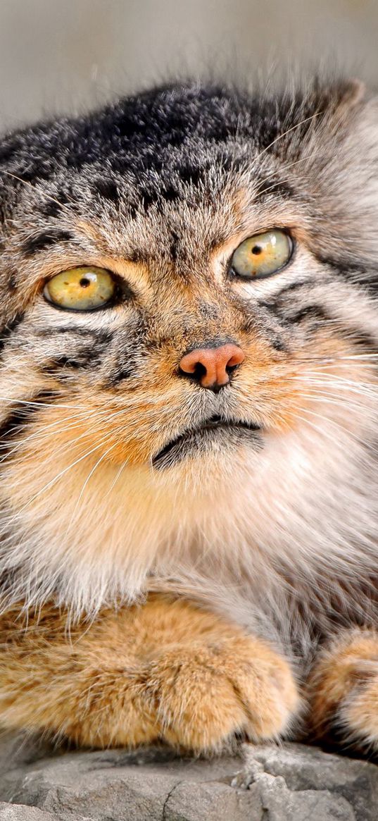 manul, fur, down, face