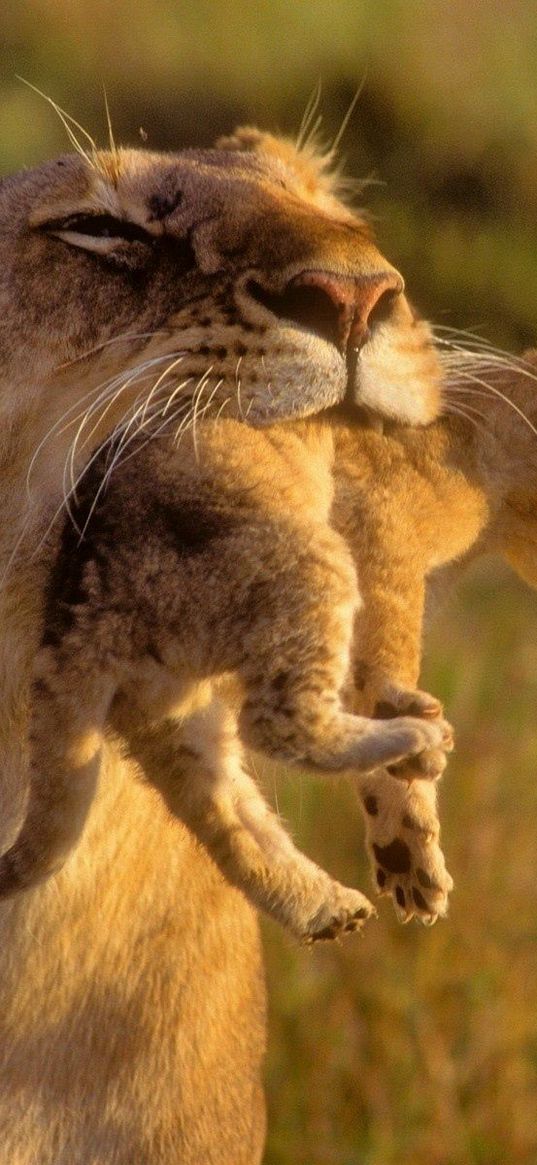 lioness, cub, care, grass