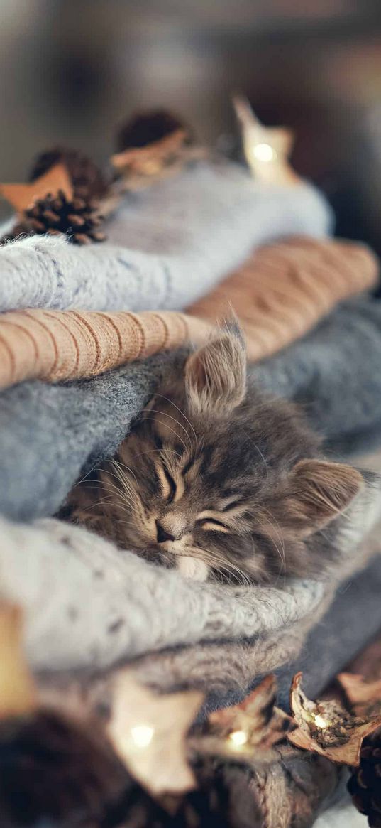 kitten, sleeping, cute, sweaters, cones, garland, pet, animal