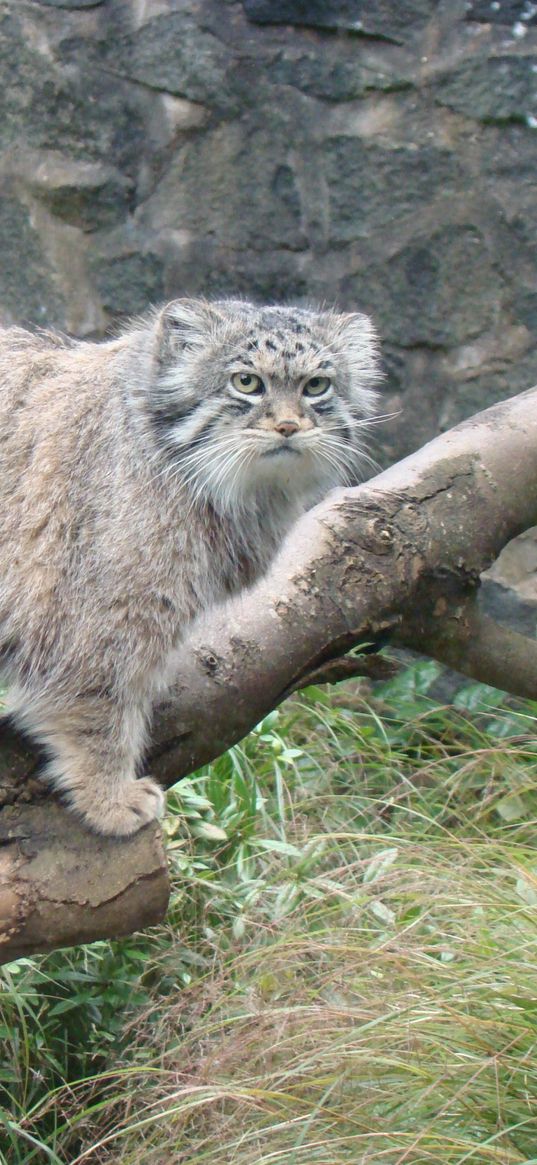 manul, tree, sit, care