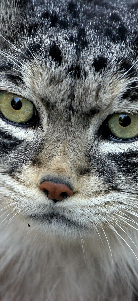 manul, face, hair, fur, furry