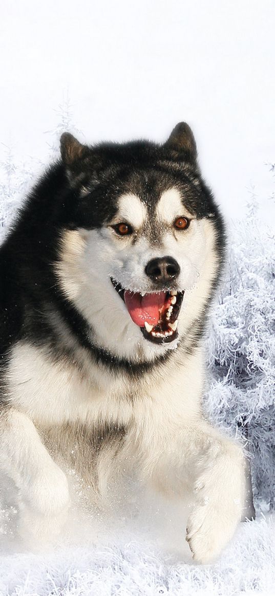 husky, dog, fluffy, face, hair