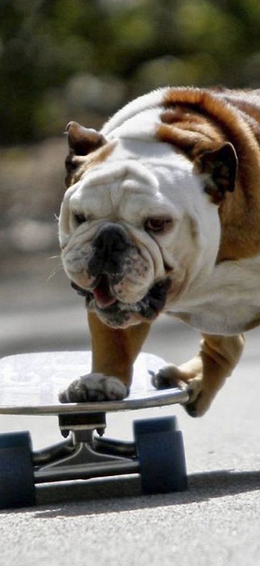 dog, bulldog, skate