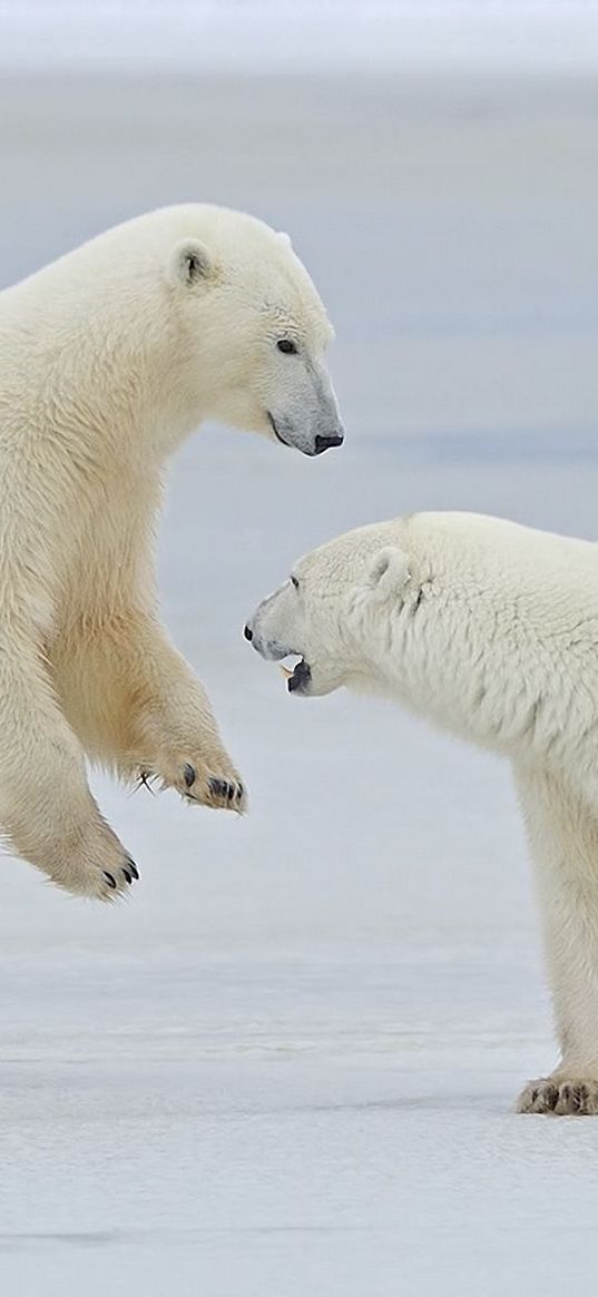 polar bears, snow, steam, walk