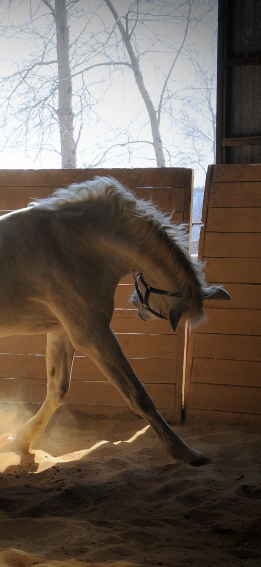 horse, stables, dust, color