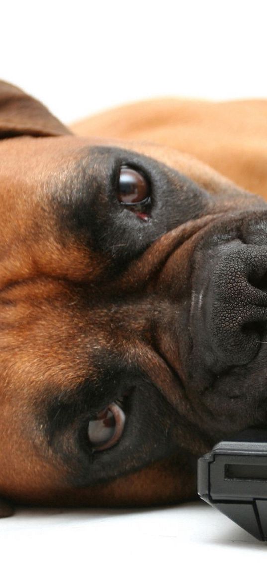 dog, boxer, laptop, lie, face