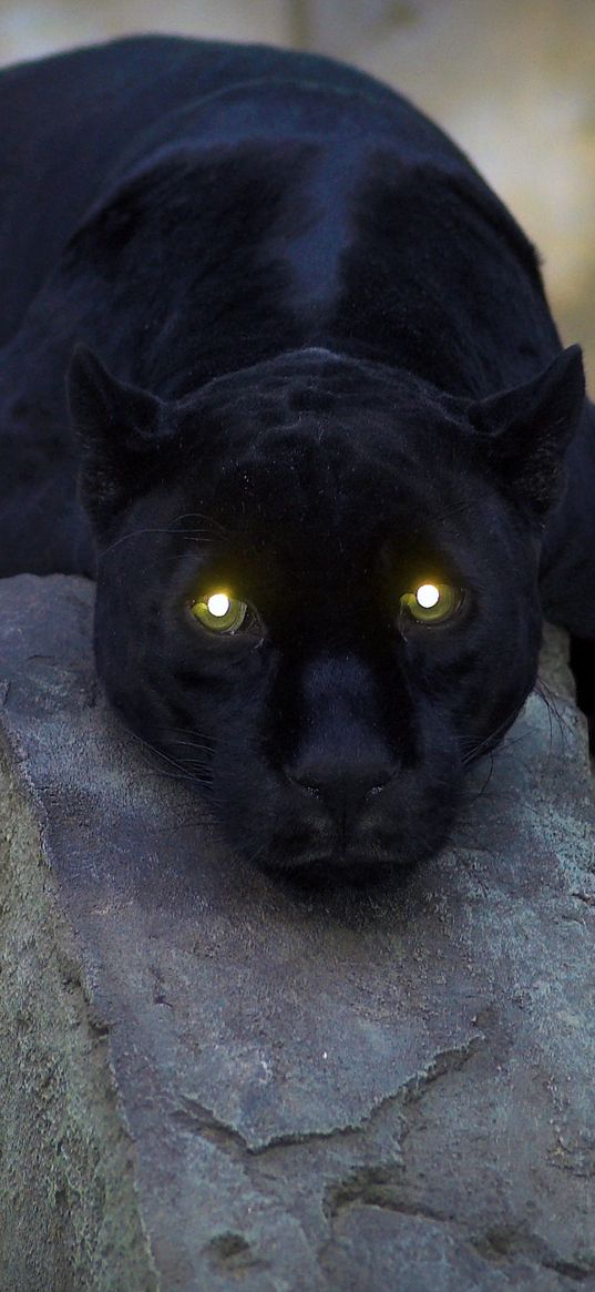 panther, dark, big cat, predator, down, paw, dangerous