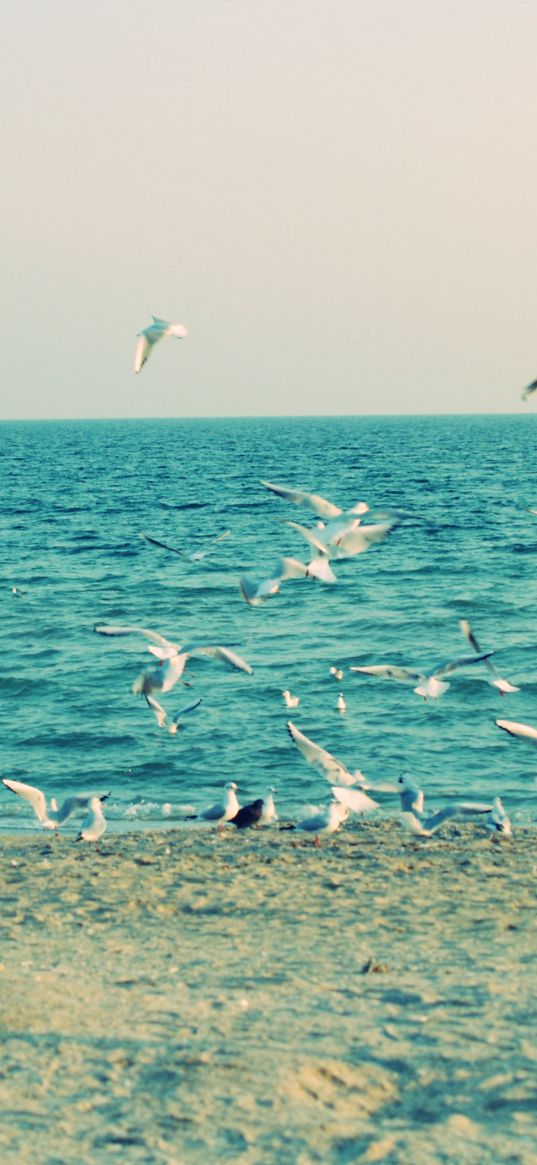 sea, shore, seagulls, sand, waves