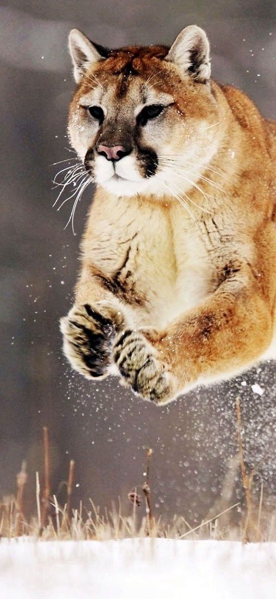 puma, snow, jump, winter