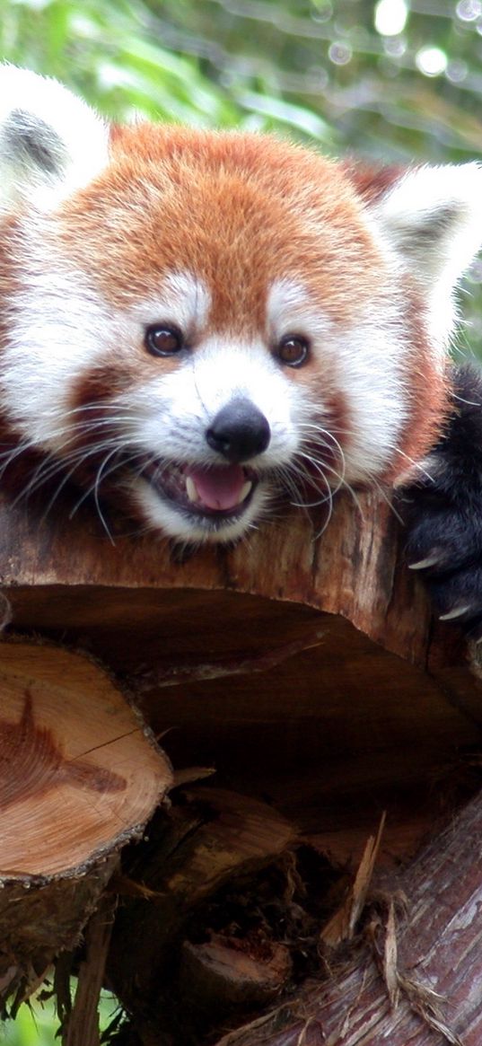 red panda, branches, trees, lie down, face