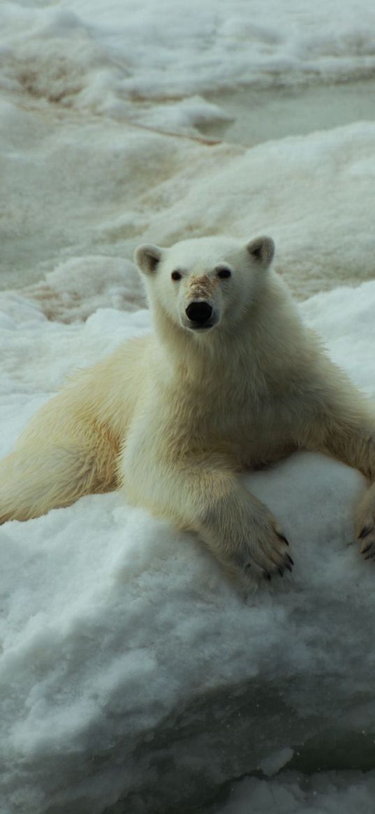 polar bears, rocks, snow, lying