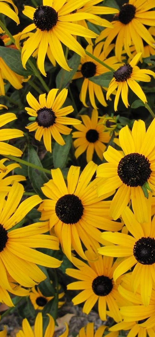 rudbeckia, flowers, yellow, flowerbed