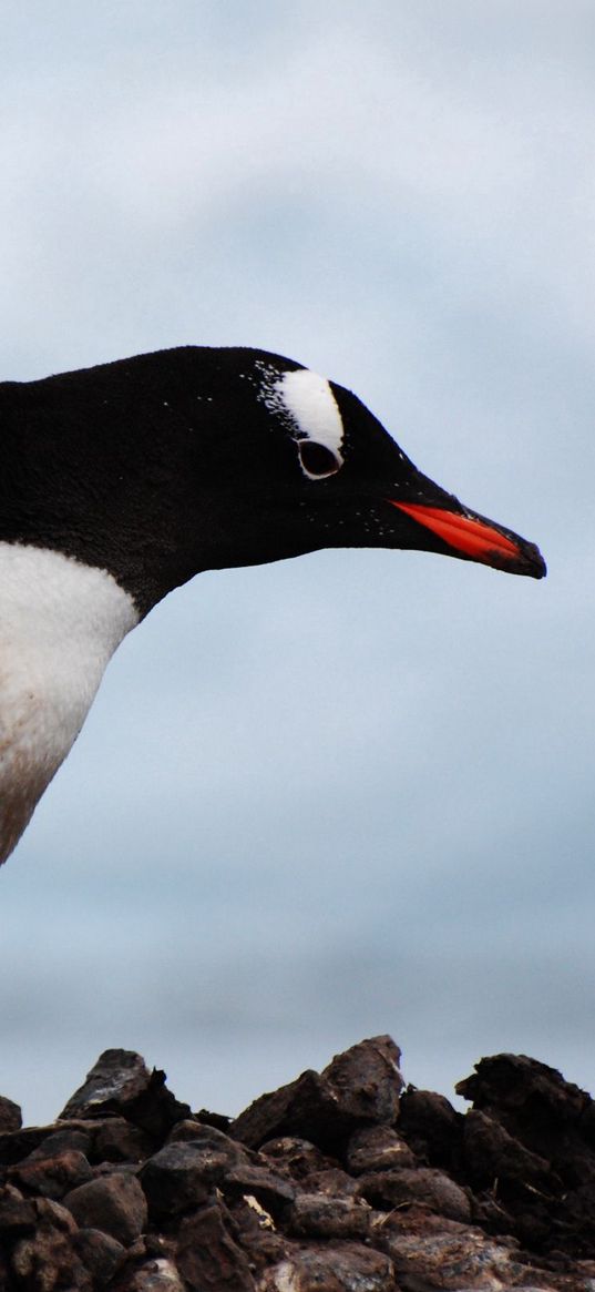 penguin, bird, beak, color