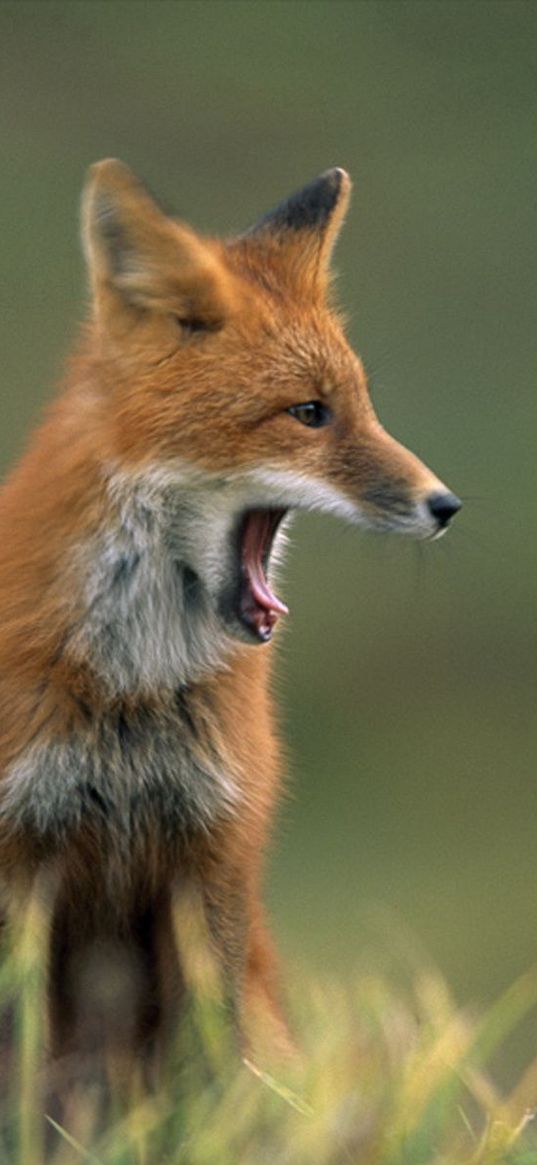 fox, grass, yawn, face, hair