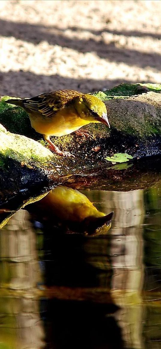 birds, water, drink, thirst, reflection, shore