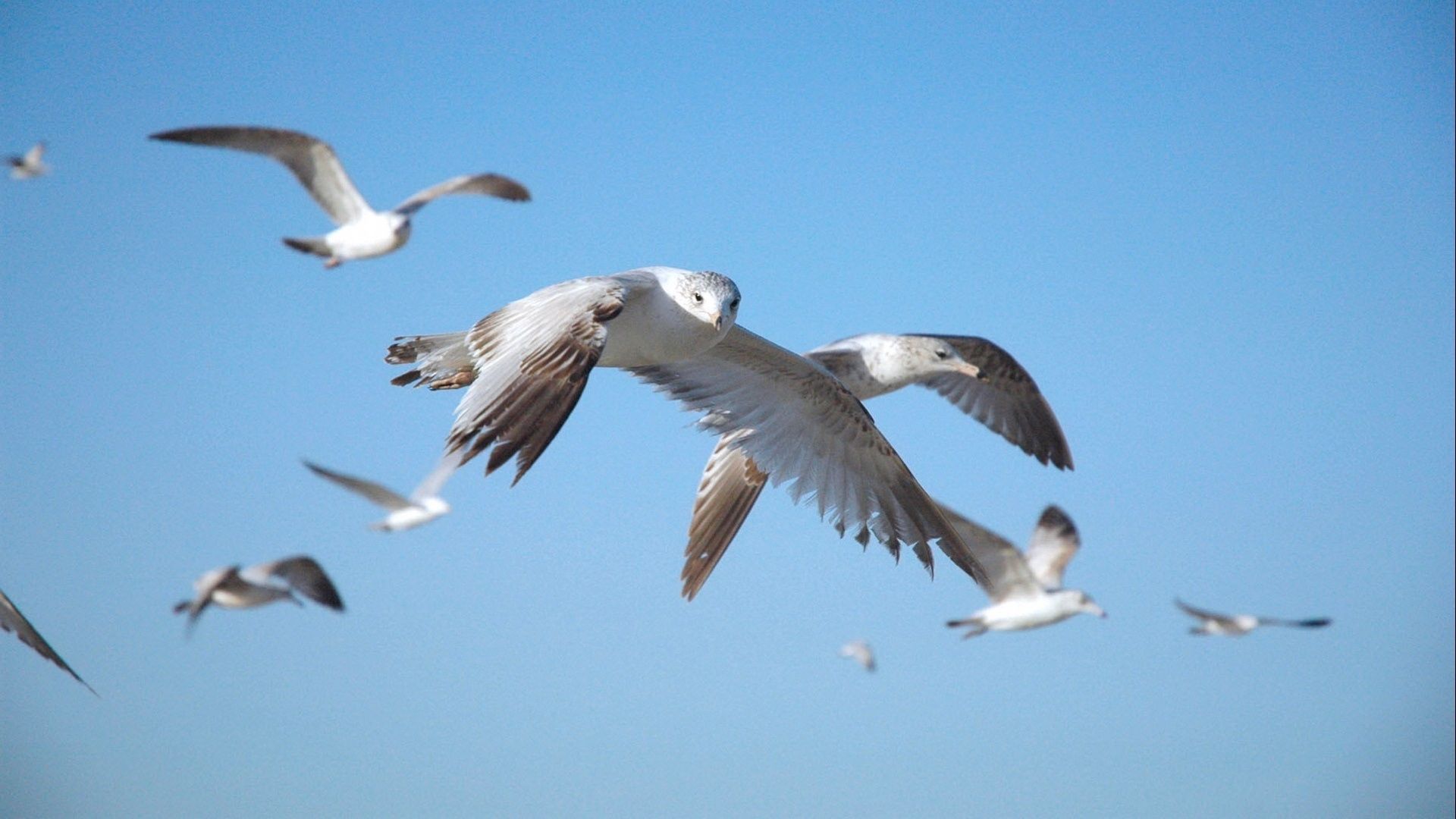 falcon, flying, sky, swing